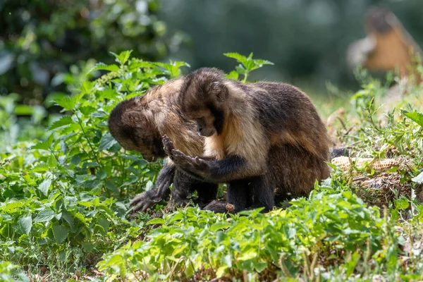 Siyah Capuchin Maymunu kendi ellerine bakıyor