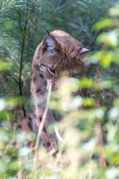Lynx hiding behind leaves and bushes, cleaning and licking his paws with its eyes open. Image in portrait format.