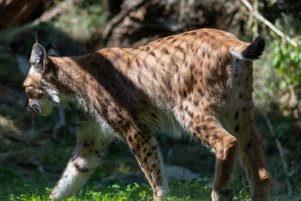 Lynx walking away with lynx butt in focus, body partially covered in shade