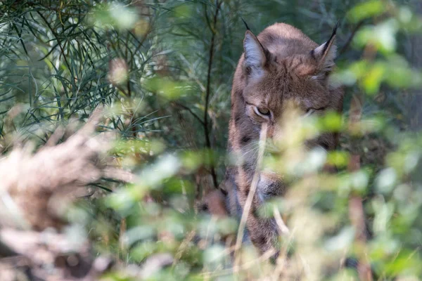 Lynx hiding behind leaves and bushes, cleaning and licking his paws with its eyes open.