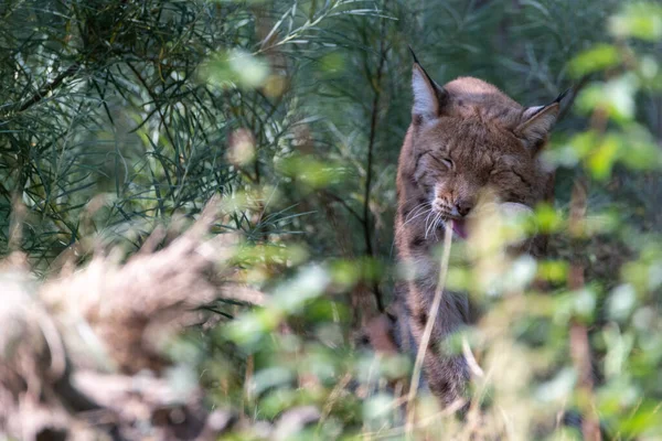 Lynx hiding behind leaves and bushes, cleaning and licking his paws with its eyes closed in landscape format