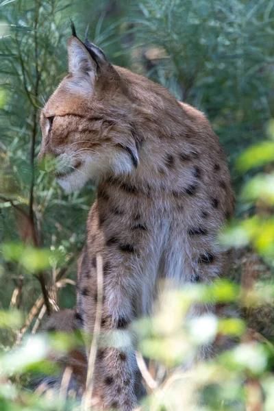 Avrasyalı Lynx yeşillerde oturuyor ve yana bakıyor.