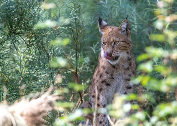 Lynx licking his nose while sitting behind leaves in a hidden position and having its tongue out
