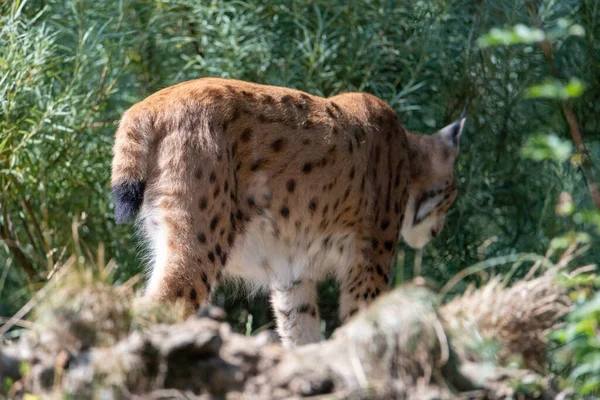 Lynx Showing Its Backside Butt Camera — 图库照片