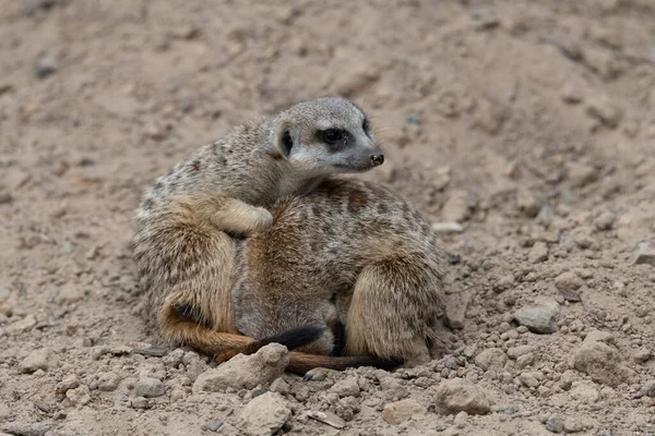 Two Meerkat Cuddling Warmth One Meerkat Curled Other Meerkat Being — Stock Fotó