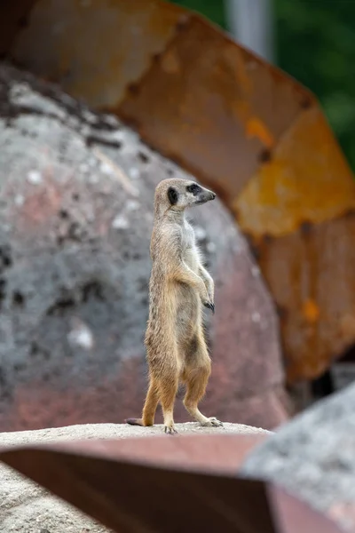 Dikkatli ve tetikte Meerkat bir taşın üzerinde dikiliyor.