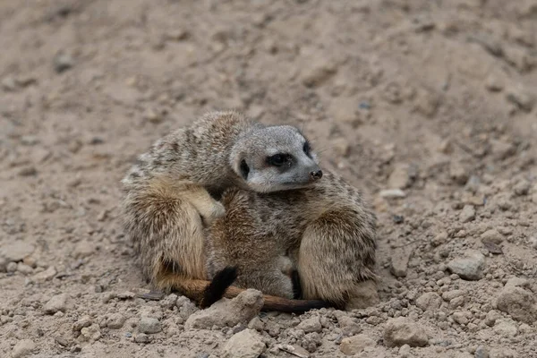 Two Meerkat Cuddling Warmth One Meerkat Curled Other Resting His — Stock Fotó
