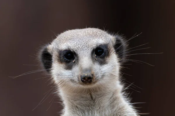 Closeup Meerkat Suricata Looking Directly Camera Front Face — Stock Photo, Image