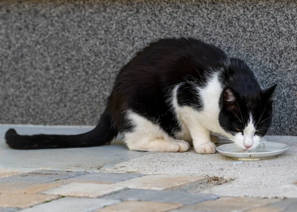 Siyah-beyaz Tekir Kedi tabaktan süt içiyor.