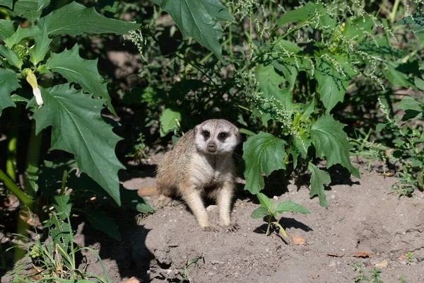 Meerkat coming out of hiding on a sunny day, exiting a cave of small plants
