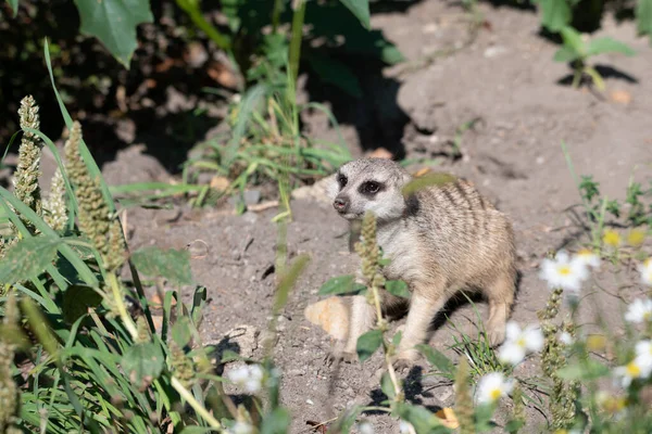Meerkat Debout Sur Sol Autour Quelques Petites Fleurs — Photo