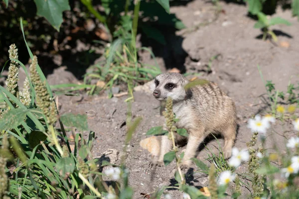 Meerkat standing on the ground, around a few small flowers