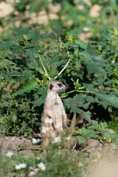 Meerkat standing on the ground in front of some flowers, with the lower half of the meerkat covered by some more flowers