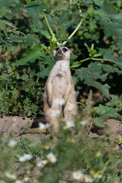 Meerkat standing on the ground, looking shocked and afraid, leaning backwards and having disturbed eyes and mimic
