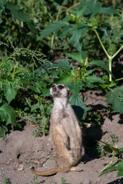 Watchful Meerkat Standing Dirt Ground Sunny Day Looking Upwards — Zdjęcie stockowe