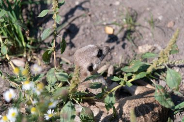 Meerkat sitting on the ground, looking away from the camera in a different direction
