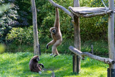 Two Gibbons in an enclosure, one hanging above the other gibbon that is sitting on the grassy green ground
