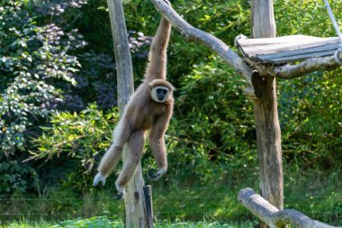 Swinging Gibbon hanging on branch from a climbing platform with one arm, motion of the monkey is frozen in place
