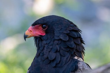 Bateleur (Terathopius ecaudatus) kenar görünüm portresi