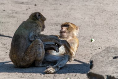 Two Macaque Monkeys playing, one being in the shade the other monkey laying on the ground looking at the other
