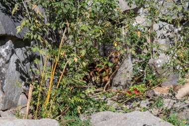 Kaplan yaprakların arkasına gizlenmiş karpuz yiyor ve karpuzu ağzında kanlı gösteriyor.