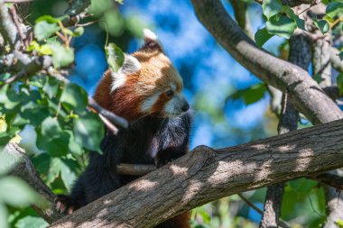 Kızıl Panda gölgede ağaca tırmanıyor. Arka planda mavi gökyüzü var.
