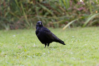 Avrupa Kargası (Corvus brachyrhynchos) yerdeki çimenlerde oturuyor