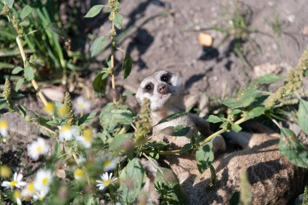 Meerkat sitting on the ground, looking friendly with its head tilted backwards, looking over its shoulder