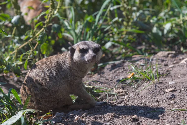 Angry Looking Meerkat Ground Some Shade — Stock Fotó