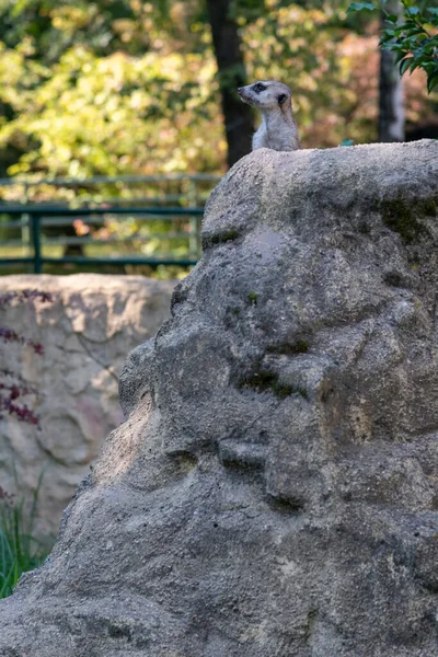 Meerkat Stone Looking Away Stone Left — Stockfoto