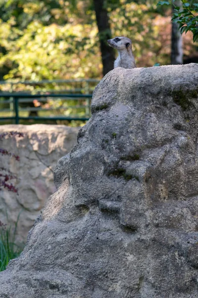 Meerkat on a stone, looking away from the stone to the left.