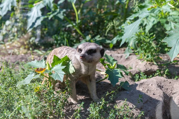 Meerkat Extrêmement Colère Debout Sur Sol Derrière Certaines Plantes Expression — Photo
