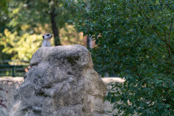 Meerkat on a stone, looking right over the stone.