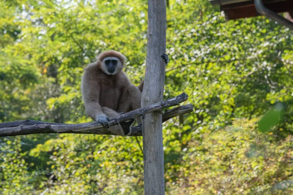 Gibbon Assis Sur Une Plate Forme Regardant Vers Caméra — Photo