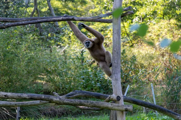 Swinging Gibbon hanging on branch from a climbing platform, motion of the monkey is frozen in place
