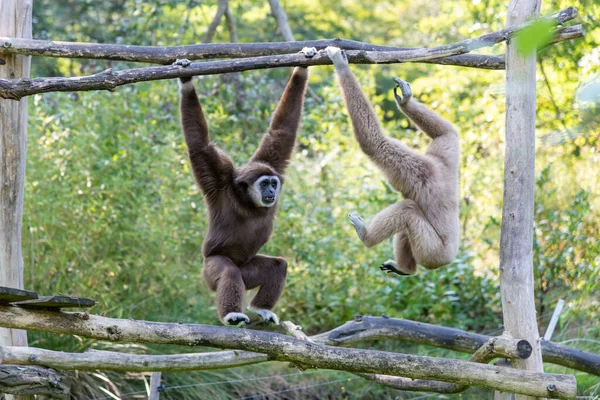 Two Swinging Gibbons Getting Close Each Other Fight Fighting Dominance — Stock Photo, Image