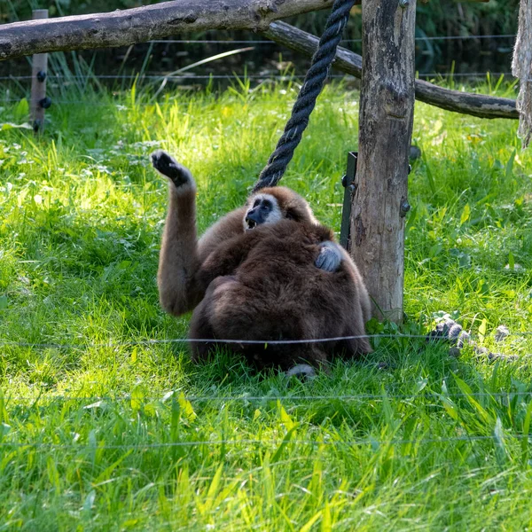 Deux Gibbons Proches Autre Manière Étreinte Combative Potentiellement Lutte — Photo