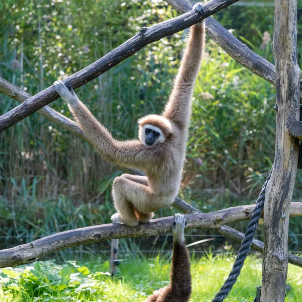 Gibbon hanging on a branch, looking downwards, showing teeth and another gibbons arm reaching into the frame on another branch