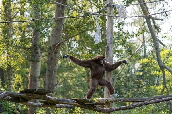 Gibbon in fast moving across a platform, almost dancing across wooden platforms