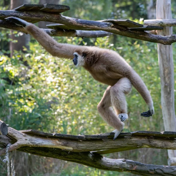 Gibbon Fast Moving Platform Arms Out Fast Movement Swing — Foto de Stock