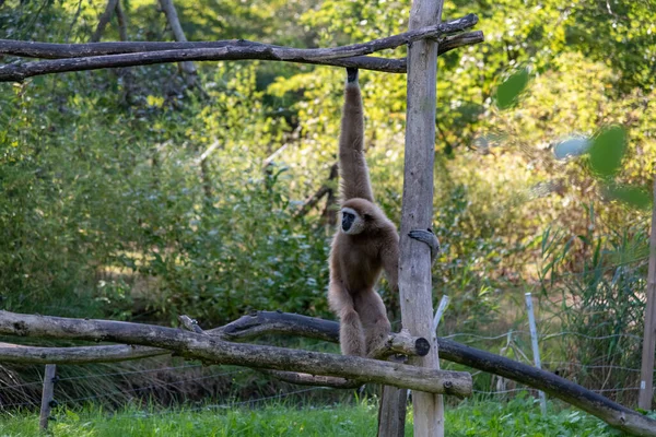 Gibbon 'a tırmanmak bir tırmanma platformu.
