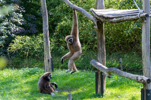 Two Gibbons in an enclosure, one hanging above the other gibbon that is sitting on the grassy green ground