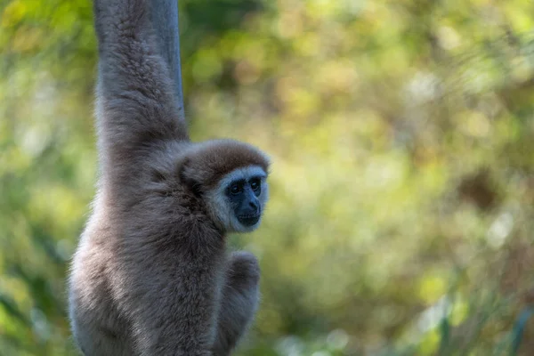 Gibbon Suspendu Haut Aucune Main Vue — Photo