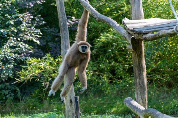Swinging Gibbon hanging on branch from a climbing platform with one arm, motion of the monkey is frozen in place