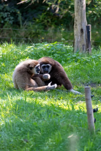 Dwóch Śmiejących Się Gibbonsów Siedzących Ziemi Obudowie — Zdjęcie stockowe