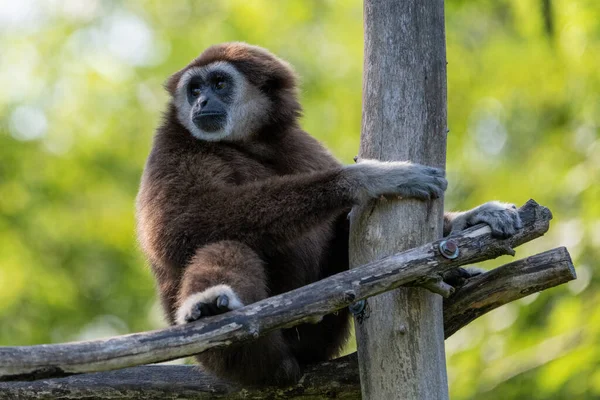 Gibbon sitting on a plattform, holding itself to the tree trunks on the platform