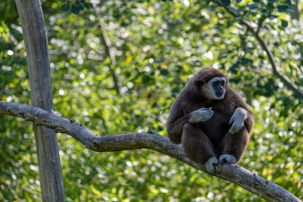 Gibbon Assis Sur Une Branche Tout Mangeant Morceau Pain — Photo