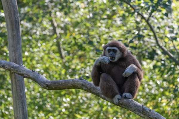 Gibbon Assis Sur Une Branche Tout Mangeant Morceau Pain Mangeant — Photo