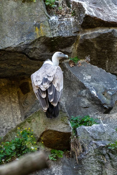 Griffon Vulture Gyps Fulvus Siedzi Kamieniu Wysoko Pilnując Obszaru — Zdjęcie stockowe