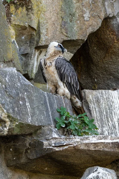Sakallı Akbaba (Gypaetus barbatus) yüksek bir taşın üzerinde oturmuş bölgeyi gözlüyor.